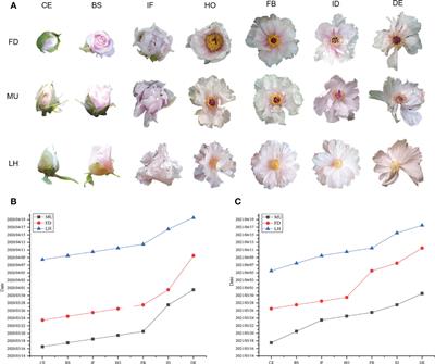 Integrated analysis of miRNAome transcriptome and degradome reveals miRNA-target modules governing floral florescence development and senescence across early- and late-flowering genotypes in tree peony